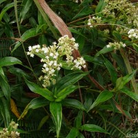 Hedyotis fruticosa L.